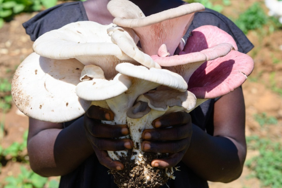 Mushroom Farming Project
