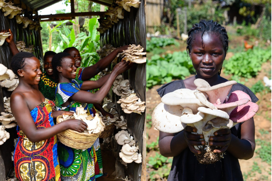 Mushroom Farming Project