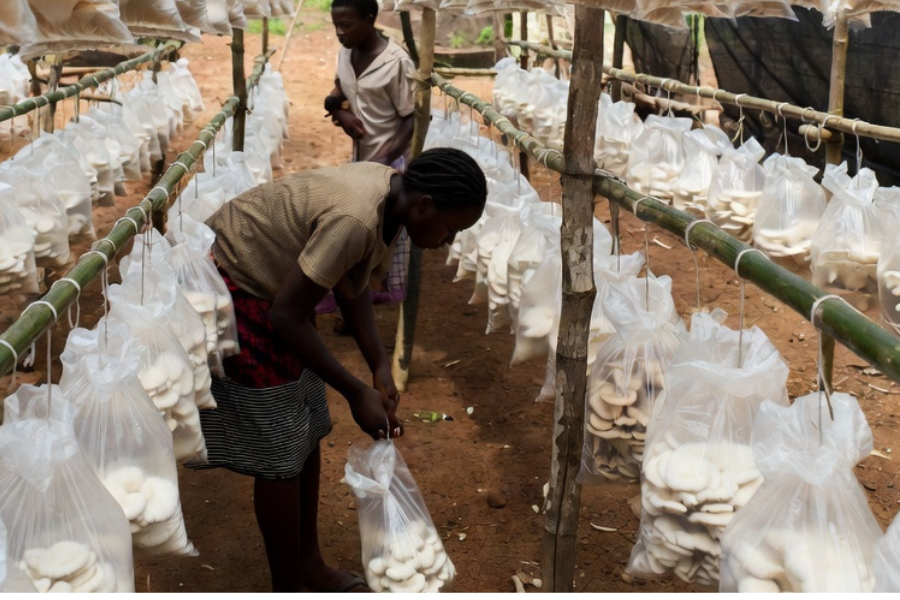 Mushroom Farming Project
